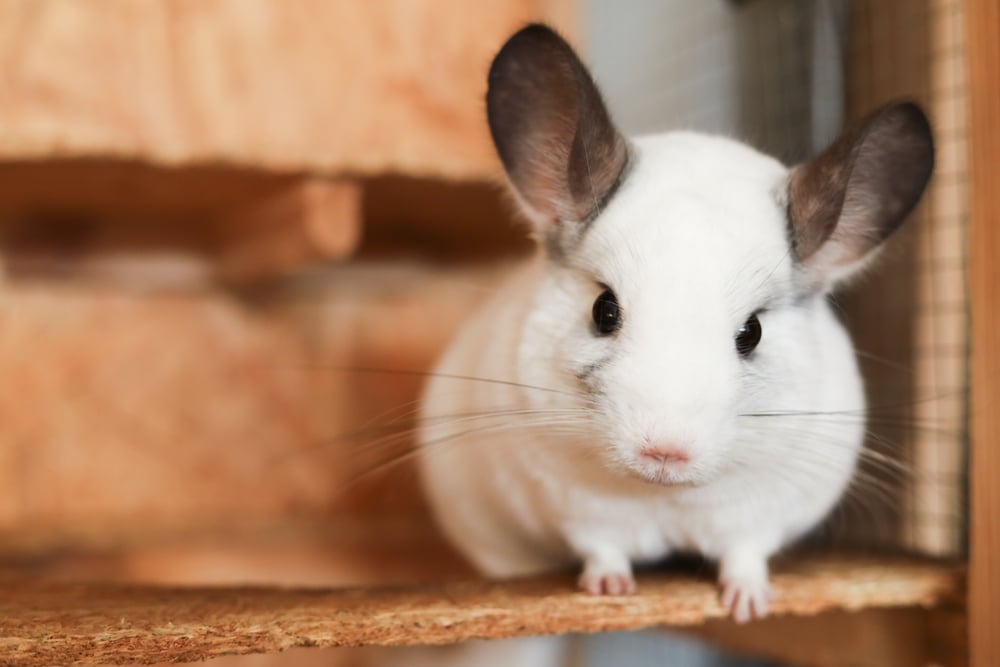 A close-up of a soft, white chinchilla with large dark ears looking directly at the camera.